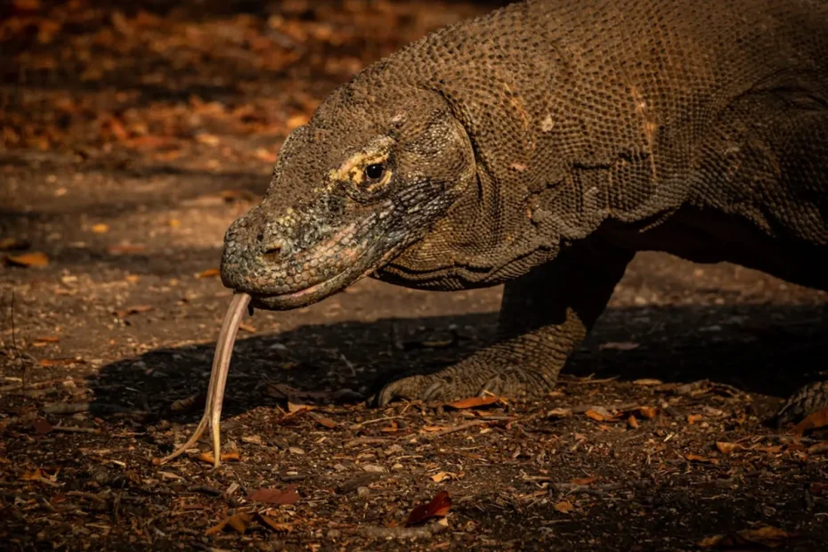 Komodo dragon habitat inside Komodo and Rinca islands